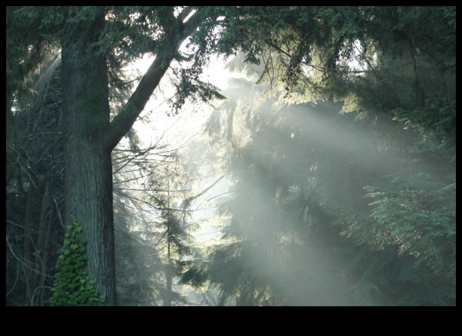 הנוף המשתנה של הטבע 5 פרספקטיבות קסומות: אוסף של נופים שובי לב נחשף