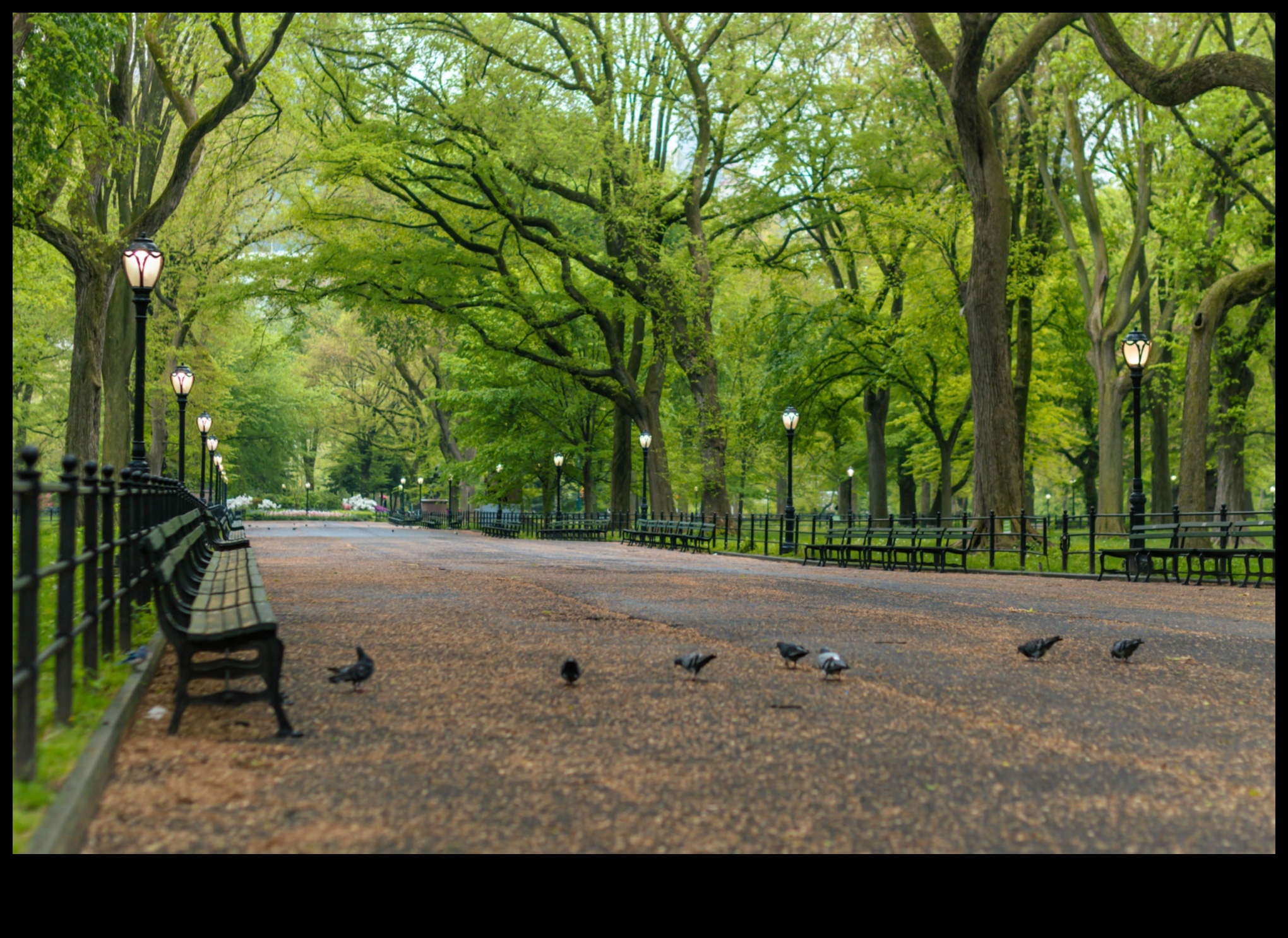 נווה המדבר של הטבע: נסיגה חזותית אל נופים שלווים ומרעננים