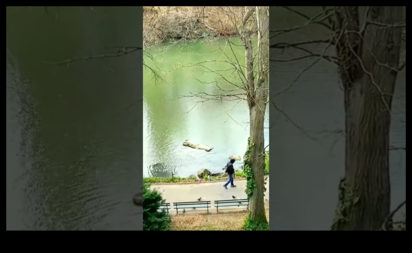 נווה המדבר של הטבע: נסיגה חזותית אל נופים שלווים ומרעננים