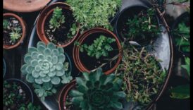 ירוק בגודל כיס: לגלות את השמחה שבגנים מקורה