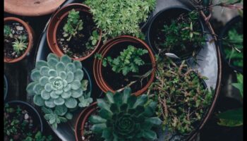 ירוק בגודל כיס: לגלות את השמחה שבגנים מקורה